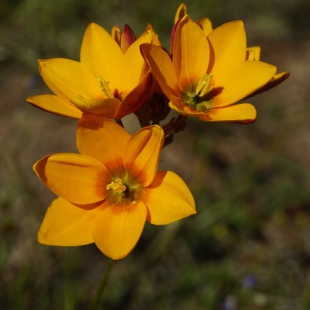 Ixia maculata